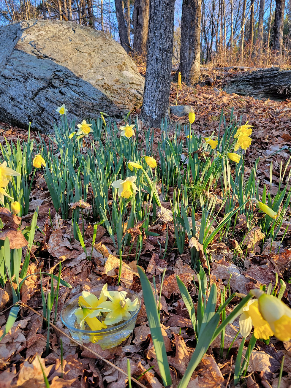 Thumbnail: daffodil flower essence