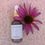 Thumbnail: echinacea flower essence
