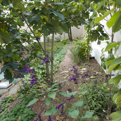 la haut de la butte accueille de nombreux fruitiers