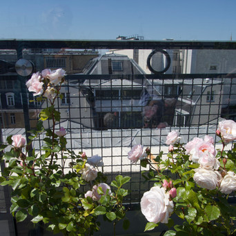 rose de Granville symbole de Dior - mai 2020