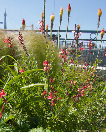sauge et kniphofia - mai 2020