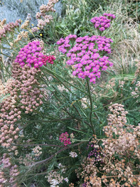 Achillées aux tendres couleurs