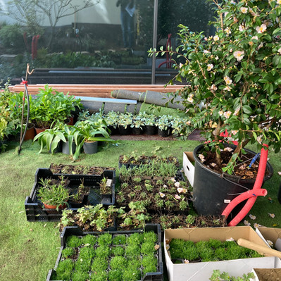 les plantes d'ombre