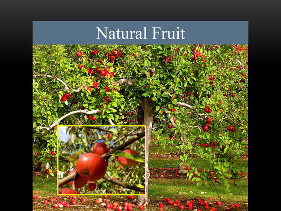 15Natural fruit KP.jpg