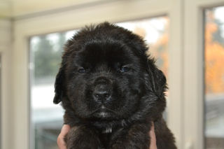 Meet: onze Pippy