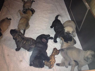 Puppy knuffelen