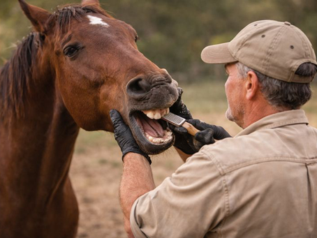 The Horse’s Teeth, Natural Design, Modern Damage, and the Problem With Over-Floating