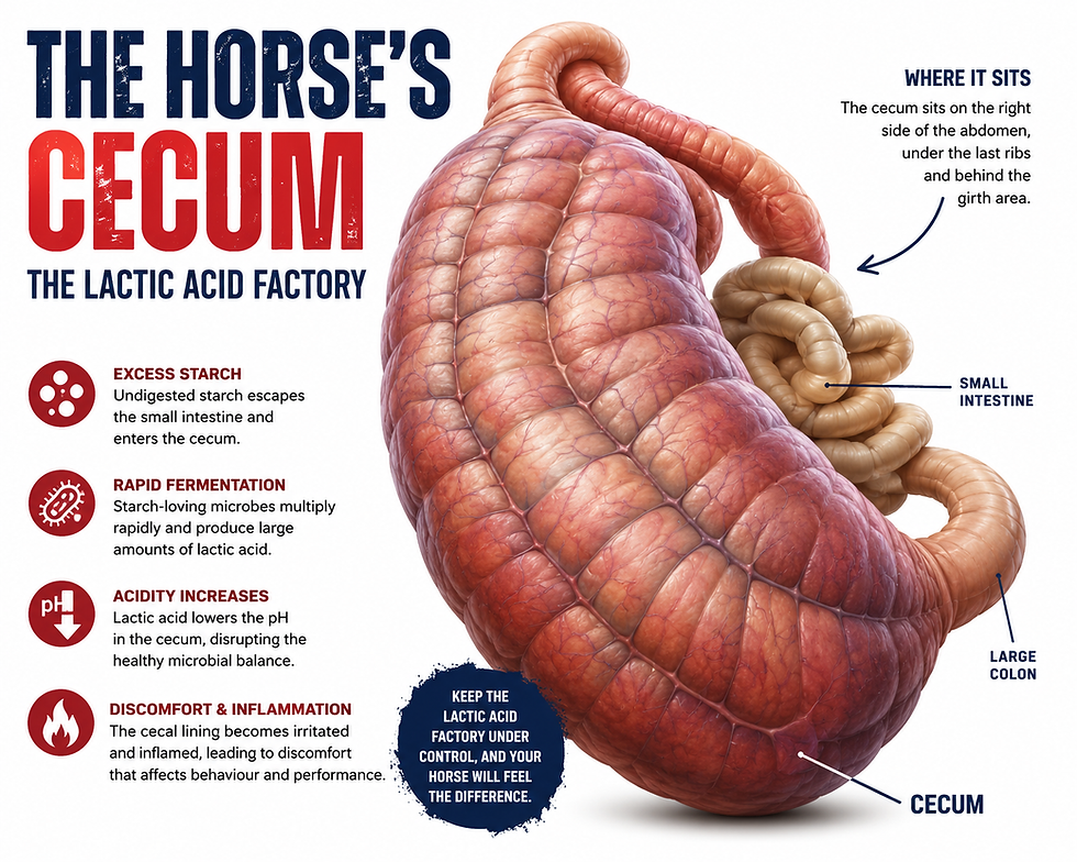 Is Your Horse “Bad” or Is Their Gut Burning?