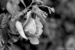 Flickr - Rose