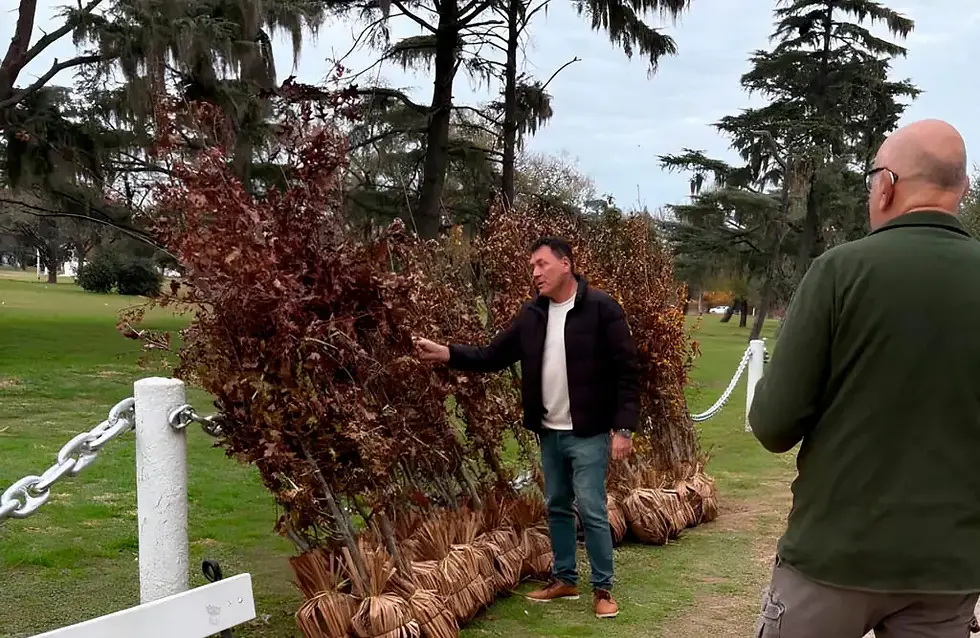San Lorenzo inició un plan de reforestación del Campo de la Gloria con 150 árboles