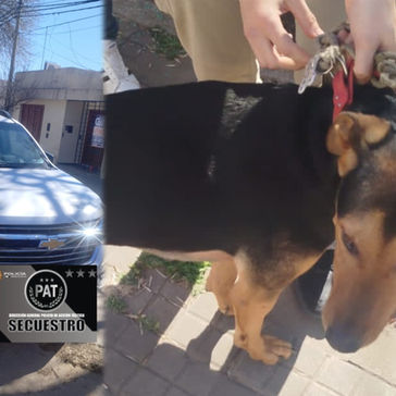 Rescataron a un perro encerrado en una camioneta y detuvieron a su dueña en Capitán Bermúdez