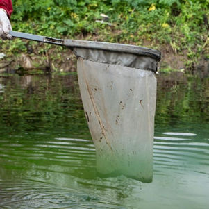 Las intensas lluvias de febrero, posibles causantes de la mortandad de peces en el río Carcarañá