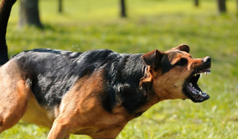 Una nena de 8 años fue atacada por un perro en Granaderos y debió ser derivada al Hospital Vilela