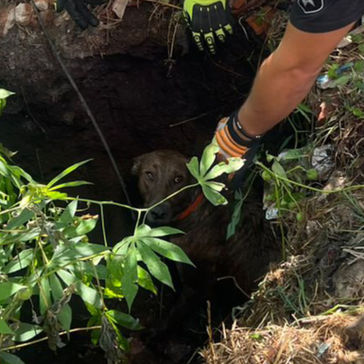 San Lorenzo: bomberos rescataron a un perro que cayó en un pozo séptico