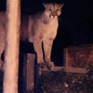 Roldán: investigan la matanza de animales tras el avistamiento de un puma