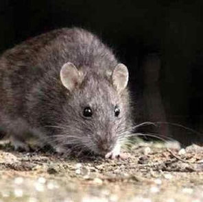 El primer caso de hantavirus de Santa Fe fue en San Lorenzo: el paciente fue dado de alta, pero se mantiene la vigilancia