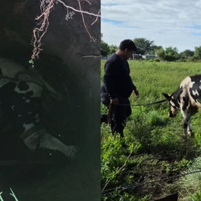 Rescataron a un ternero que había caído en un pozo en San Lorenzo