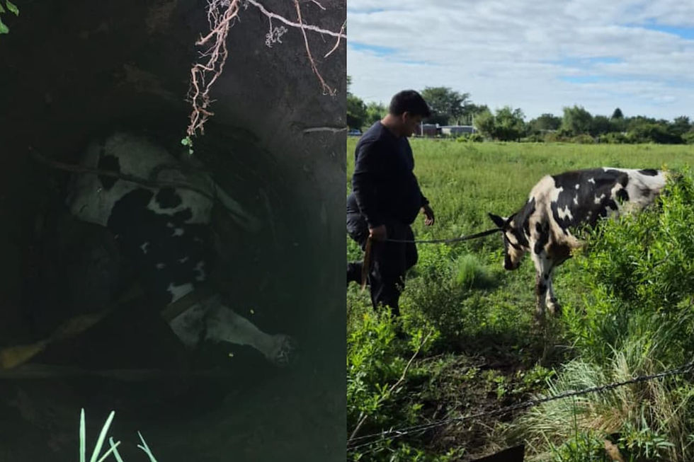 Rescataron a un ternero que había caído en un pozo en San Lorenzo