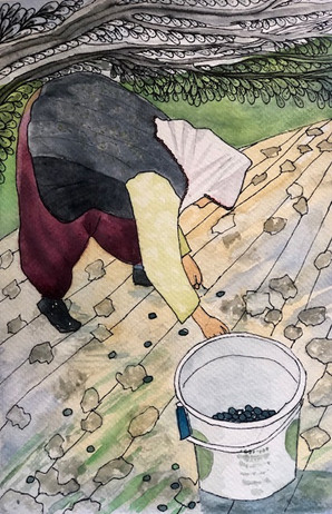 Gici Gici picking olives.jpeg