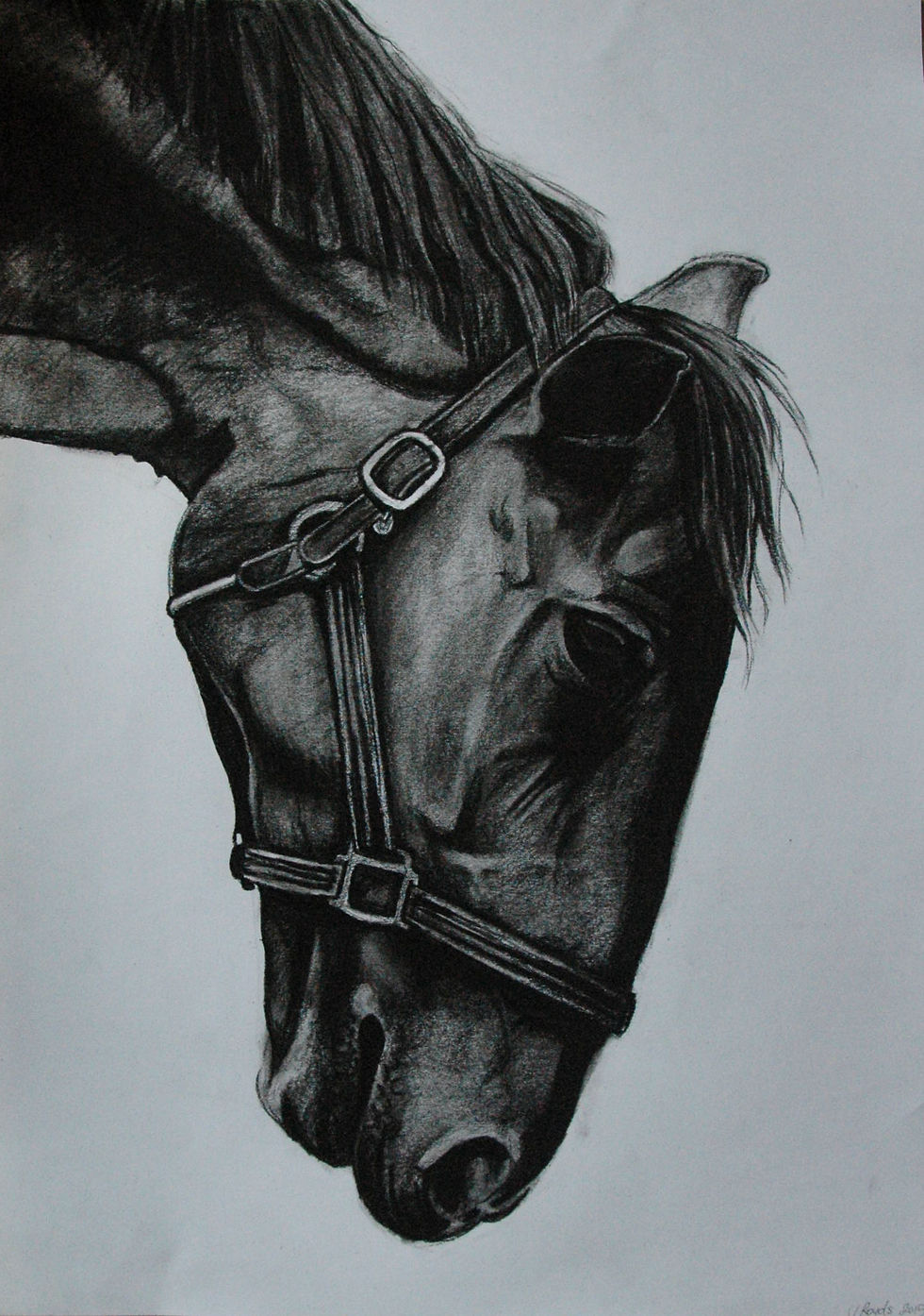 Not a Perfect Horse, 2015