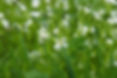 flower-meadow-7955256_1280.jpg