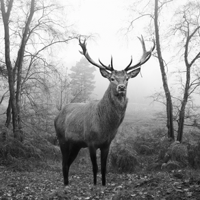 Le brame du cerf : où aller pour en profiter ?