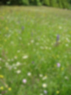 Blumenreiche Magerwiese