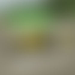 Merlin BVG X80 - Problemböden sanieren statt ersetzen – so funktioniert’s