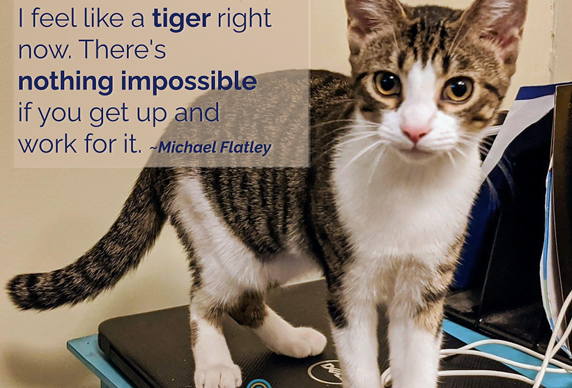 Quotepic Michael Flattley on hope with curious tabby cat