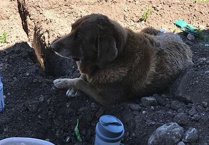 A brown dog laying in the dirt, oblivious to the nearby sprinkler system installations.