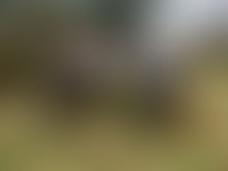 The Kay Baldwin Memorial Gundog Working Tests Puppy, Novice & Open AV Spaniel