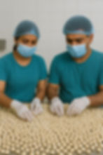 Best Quality Makhana in Purnea Bihar