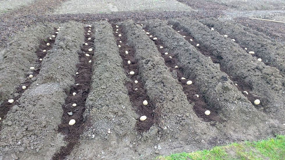 Planting early potatoes