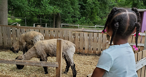meeting sheep.jpg