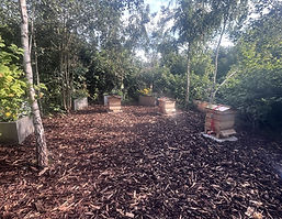 secluded apiary setup in a clearing in a woodland area, containing three beehives