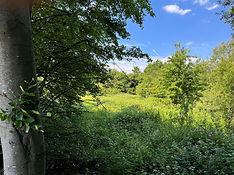 View of an abandoned allotment plot