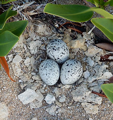 WIPL Nest MZ.JPG