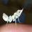 Miniature : Harpagomantis tricolore l3l4