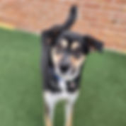 Golden%20Dog_edited.jpg