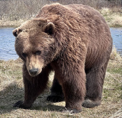 Alaskan Bear seen on 5 day private tour