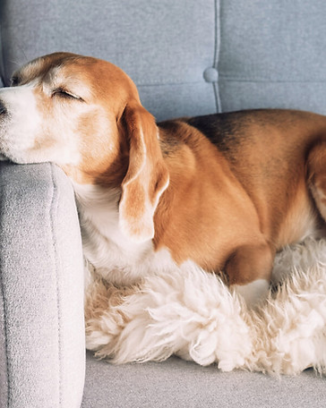 Dog sleeping on couch.