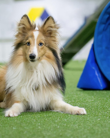 dog laying next to agility tunnel