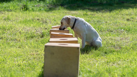 LEVEL 1: INTRODUCTORY SCENT