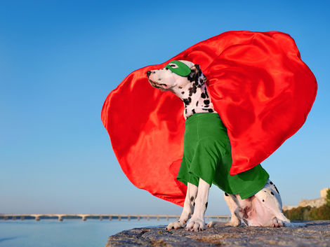 Sitting dalmation dog wearing superhero costume.