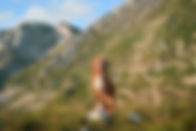 A Nova Scotia Duck Tolling Retriever dog stands on a mountain
