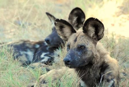 AFRICAN WILD DOGS MAKE THEIR MARK