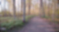 trillium path.JPG