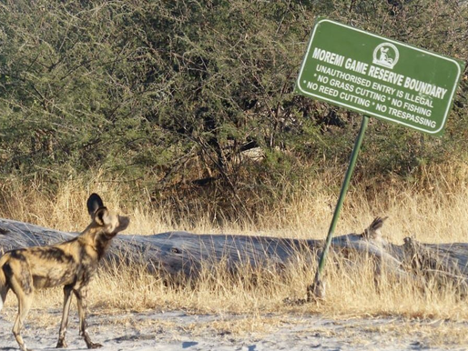 PREYING SOLITAIRE: KUBU’S STORY