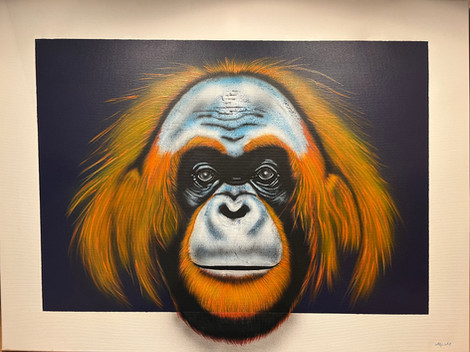 L’orang outan