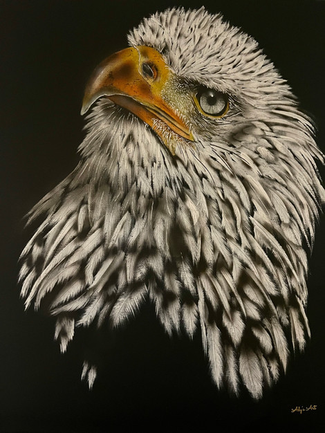 l’aigle dark